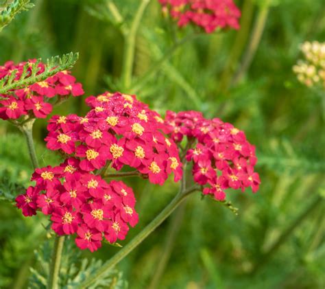 14 Gorgeous Perennial Flowers That Bloom All Summer Bienenfreundliche