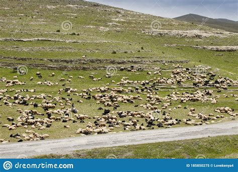 Shepherds With Their Sheep And Goats Eastern Anatolia Turkey