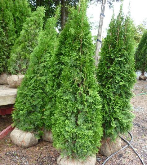 Emerald Cedar For Privacy Hedge Cedar Trees Hedges Landscaping