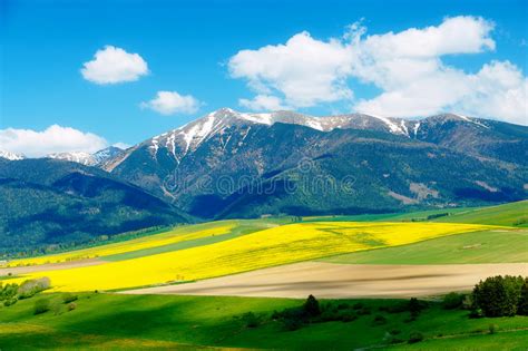 Beautiful Landscape Green And Yellow Meadow With Field And Snow