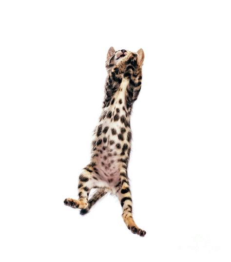 Bengal Cat Jumping High Isolated On White Background Photograph By