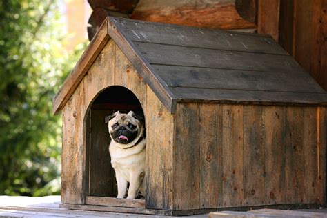 Funny Pug Dog In The Dog House Stock Photo Download Image Now Istock