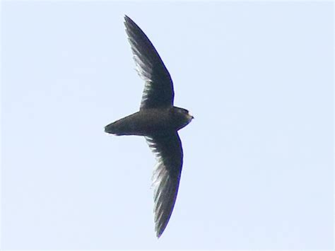 White Fronted Swift Ebird