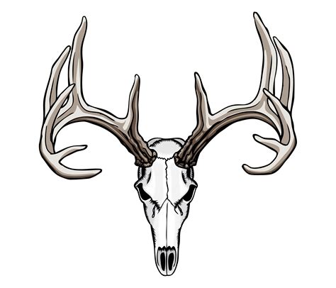 Drawings Of Deer Skulls Free Download On Clipartmag