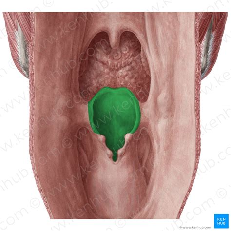 Epiglote Anatomia Histologia Função E Nota Clínica Kenhub
