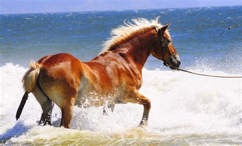 Cute horses horse love beautiful creatures animals beautiful most beautiful horses animals and pets cute animals nature animals wild animals. beautiful horses - Horses Photo (17306144) - Fanpop