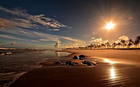 壁紙 サンセット海岸ビーチヤシの木バイーアブラジル x HD 無料のデスクトップの背景 画像