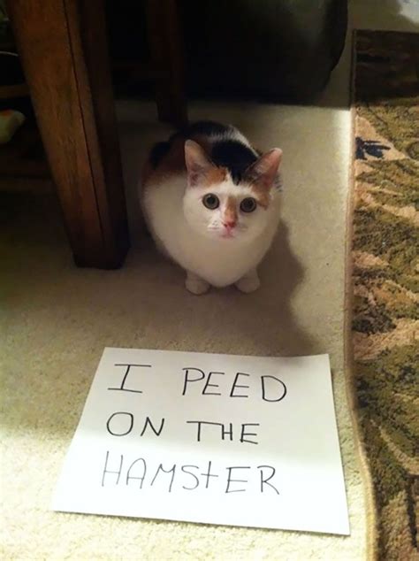 21 Hilarious Asshole Cats Being Shamed For Their