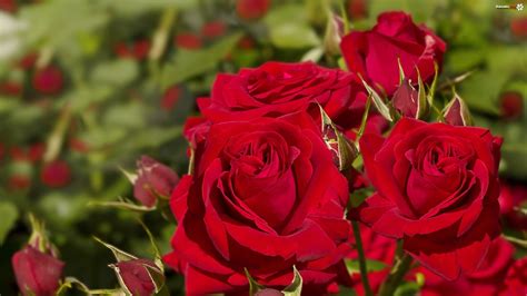 Czerwone, Kwiaty, Róże - Zdjęcia