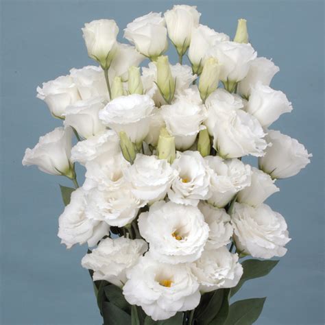 Lisianthus Jasny White Garden Express