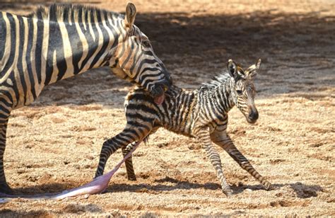 Zebra Foal Has Eventful First Day On Earth Zooborns
