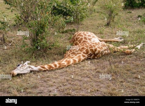 Giraffe Giraffa Camelopardalis Adult Lying Fresh Dead On Ground Masai Mara Kenya Africa