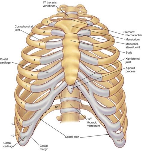 Diagram Rib Cage With Organs Illustration Human Chest Ribs And Organs