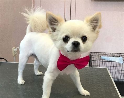 10 Best Long Haired Chihuahua Haircuts Long Haired Chihuahua Dog