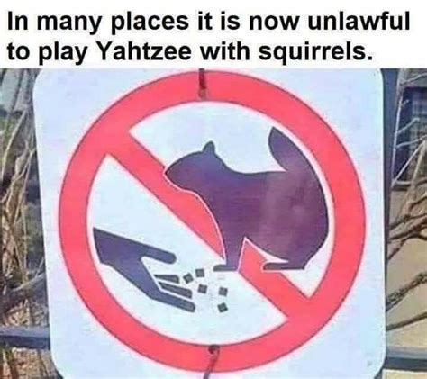 Yahtzee And Squirrels Funny Pictures Yahtzee Squirrel