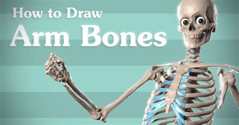 Human muscles of the arms. How to Draw Arm Bones - Anatomy for Artists | Proko