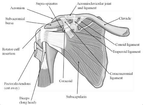 Diagram Of Shoulder Labeled Anatomy Chart Of Neck And Shoulder Images
