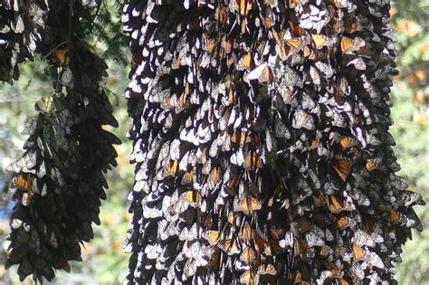 Stunning Trip To Monarch Butterfly Overwintering Sites In Michoacán