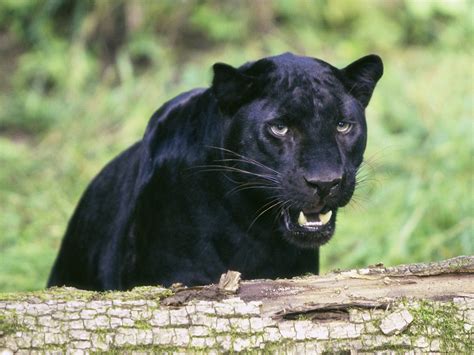 This panther is not a distinct species itself but is the general name used to refer to the black colored feline of the big cat family, most notably leopards. Black Leopard | Wallpaper Zoom