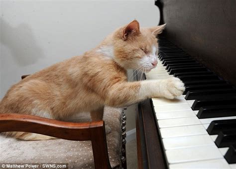Stevie Wonder The Blind Piano Playing Cat Who Loves To