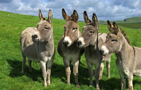 The Donkey Breed Society