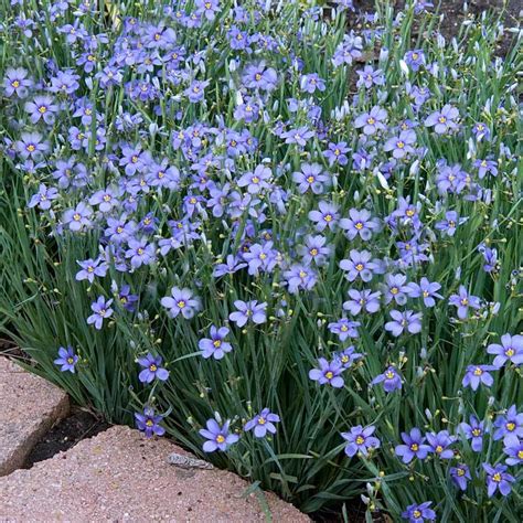 lucerne blue eyed grass perennials great garden plants