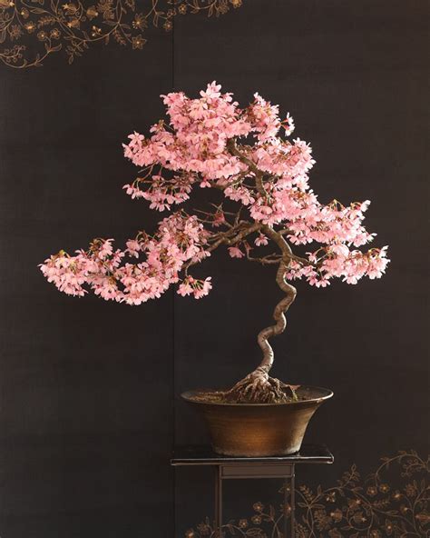 Weeping Cherry Blossom Bonsai Tree Seeds For Planting Highly Etsy
