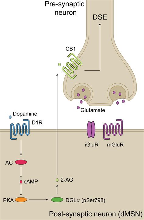 Dopamine D1 Receptor Signaling And Endocannabinoid Cooperate To Fuel