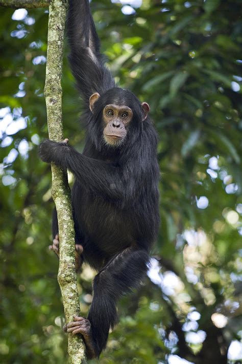 Chimpanzee Subadult In Tree Western Photograph By Suzi Eszterhas Pixels