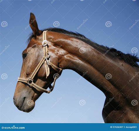 Head Shot Of A Thoroughbred Stallion Against Blue Sky Summertime Stock