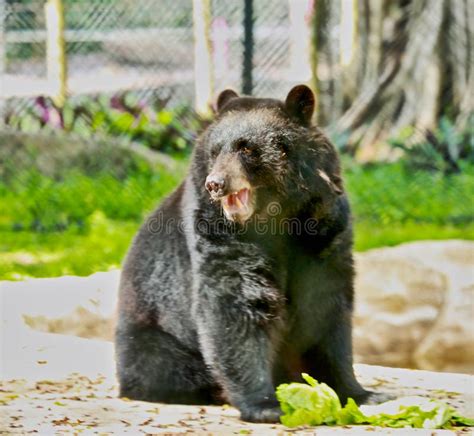 Florida Black Bear Naples Zoo Stock Photo Image Of Florida Posing
