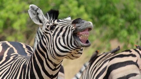 Some prominent geographical features of the reserve are. Africa 2018 - 8 - Moremi Game Reserve - YouTube