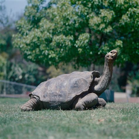 Galapagos Hero Diego The Giant Tortoise Saves His Species Fox News
