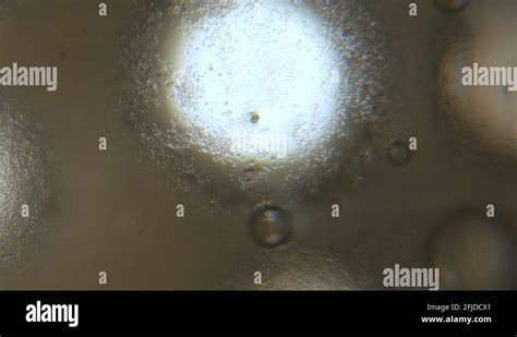 Budding Yeast Cell Under The Microscope Stock Video Footage Alamy