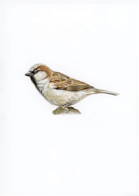 Print Sparrow Bird Realistic Sparrow Drawing Zoological Illustration