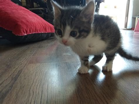 I Adopted 3 Legged Cat Meet Jozek Rcats