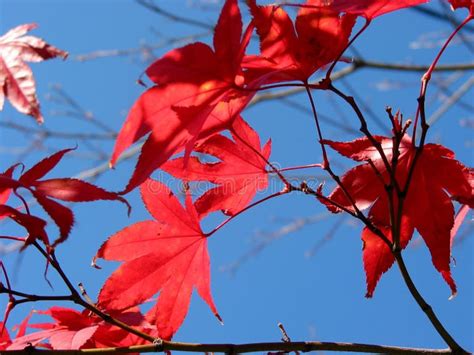 24546 Japanese Maple Leaves Stock Photos Free And Royalty Free Stock