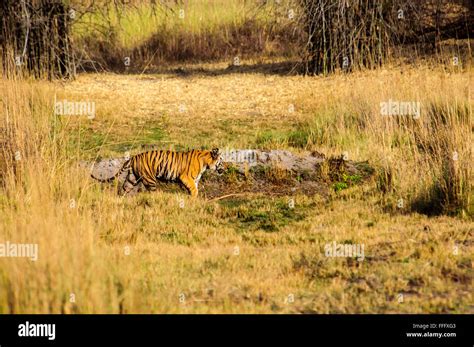 Tiger On The Prowl Stock Photo Alamy