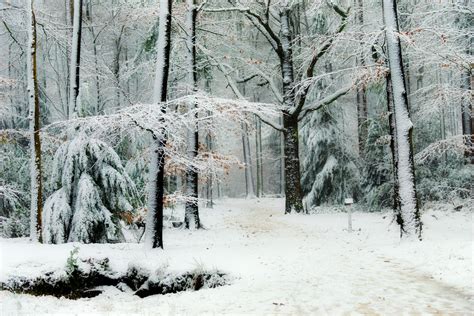 Snowy Winter Forest Hd Wallpaper Background Image 2000x1335 Id