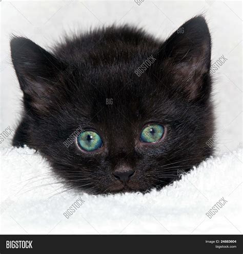 Black Kitten With Green Eyes Stock Photo And Stock Images Bigstock