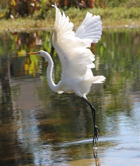 Great Egret 2013 Oct Backyard Birds White Egret Backyard