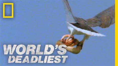 Worlds Deadliest Eagle Vs Toxic Snake Youtube