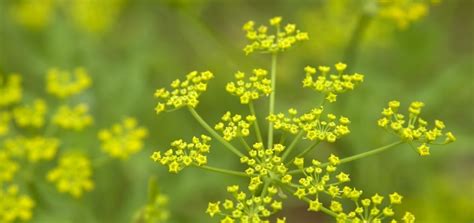 Poisonous Plants That Cause Burns And Blindness Greenmoxie