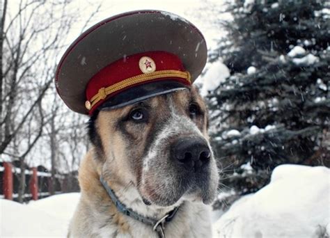 Comrade Canine Bred 4 Mans Best Friend Bulldog