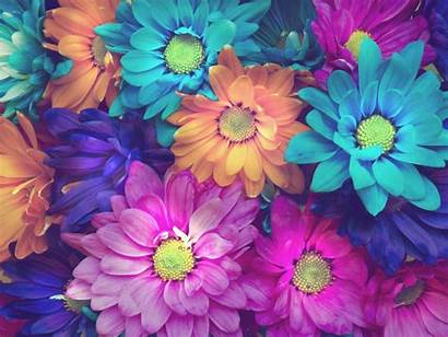 Flowers Pink Background Orange Daisy Colorful Wallpapers