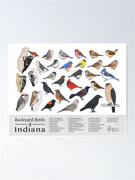 Indiana Backyard Birds Of Indiana Field Guide Print Bird Art Print