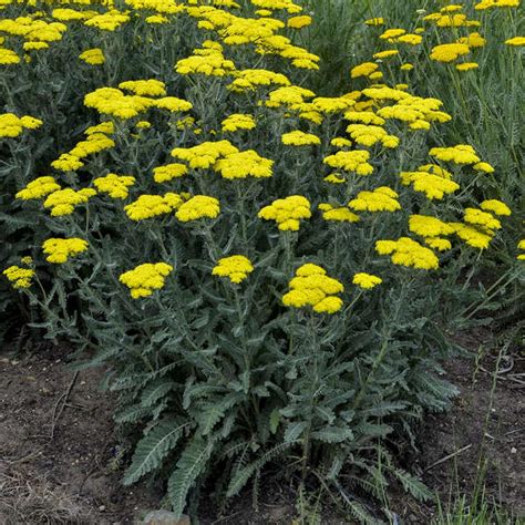 Yarrow Achillea Sassy Summer Silver In The Yarrows Database