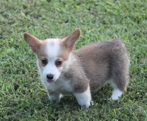 This is what happens when you bring a box of corgi puppies to a college apartment.music by alex wurman. Pembroke Welsh Corgi Puppies For Sale | Queen Creek, AZ ...
