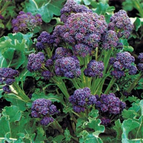 Premier Seeds Direct Broccoli Summer Purple Sprouting 200 Finest