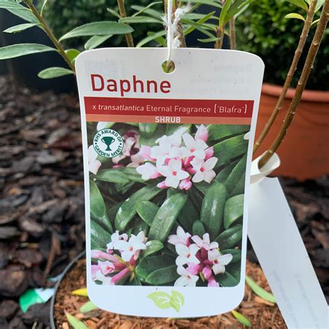 Daphne Pink Eternal Fragrance 3l Bunkers Hill Plant Nursery